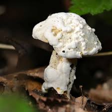 Attēlu rezultāti vaicājumam “Hypomyces armeniacus”