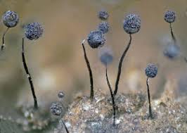 Attēlu rezultāti vaicājumam “Cribraria lepida”