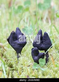 Attēlu rezultāti vaicājumam “Helvella atra”