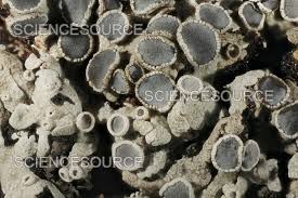 Attēlu rezultāti vaicājumam “Physcia tenella”