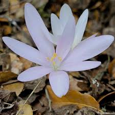 Attēlu rezultāti vaicājumam “Colchicaceae”