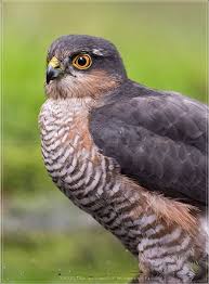 Attēlu rezultāti vaicājumam “Accipiter nisus male”