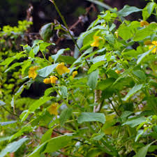 Attēlu rezultāti vaicājumam “Impatiens noli-tangere”