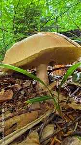 Attēlu rezultāti vaicājumam “Suillus bovinus”