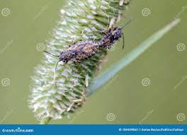 Attēlu rezultāti vaicājumam “Nithecus jacobaeae”