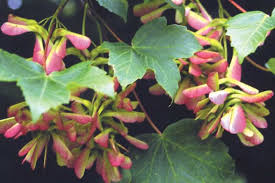 Attēlu rezultāti vaicājumam “Acer pseudoplatanus fruit”