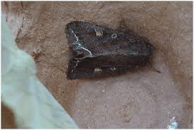 Attēlu rezultāti vaicājumam “Lacanobia oleracea”