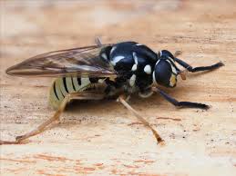 Attēlu rezultāti vaicājumam “Temnostoma vespiforme”