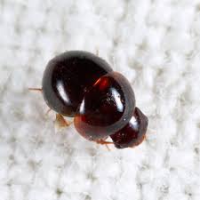 Attēlu rezultāti vaicājumam “Leiodidae larva”