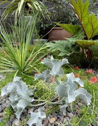Attēlu rezultāti vaicājumam “Eryngium maritimum”