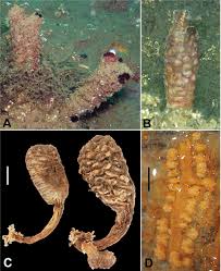 Attēlu rezultāti vaicājumam “Scardia boletella exuvia”