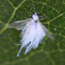 Attēlu rezultāti vaicājumam “Prociphilus xylostei”