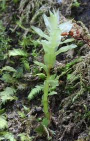 Attēlu rezultāti vaicājumam “Bryales”