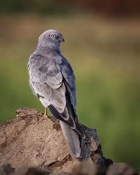 Attēlu rezultāti vaicājumam “Circus pygargus”