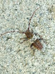 Attēlu rezultāti vaicājumam “Pogonocherus hispidulus”