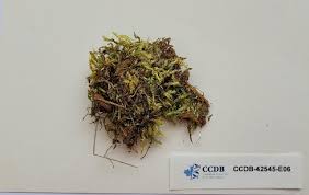 Attēlu rezultāti vaicājumam “Brachythecium campestre”