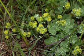 Attēlu rezultāti vaicājumam “Alchemilla vulgaris aggr. bud”