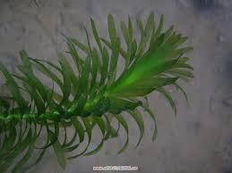 「水蘊草」的圖片搜尋結果