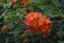 Attēlu rezultāti vaicājumam “Rhododendron calendulaceum flower”