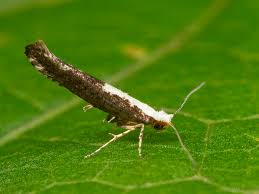 Attēlu rezultāti vaicājumam “Argyresthia semifusca”
