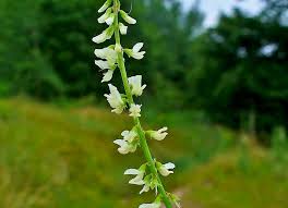 Attēlu rezultāti vaicājumam “Melilotus albus leaf”