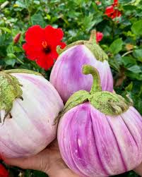 Afbeeldingsresultaat voor rosa bianca eggplant