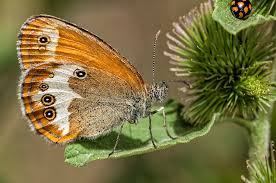 Attēlu rezultāti vaicājumam “Coenonympha arcania”
