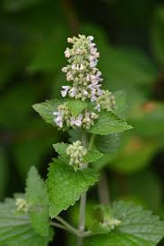 Image result for Nepeta cataria