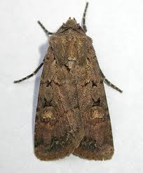 Attēlu rezultāti vaicājumam “Euxoa nigricans”