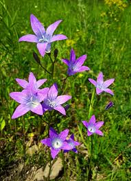 Image result for Campanula lingulata