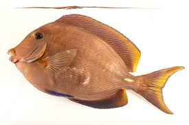 Image result for Acanthurus coeruleus