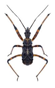 Attēlu rezultāti vaicājumam “Rhynocoris annulatus”
