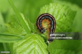 Attēlu rezultāti vaicājumam “Malacosoma neustria”