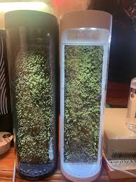 Attēlu rezultāti vaicājumam “Racomitrium canescens sporophyte”