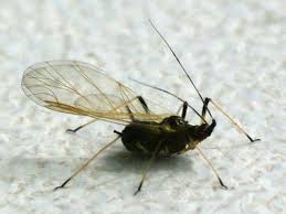 Attēlu rezultāti vaicājumam “Aphididae”