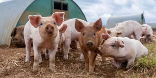 Bildresultat för pigs