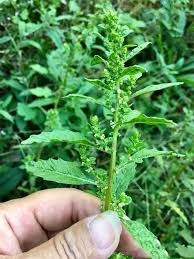 Image result for Chenopodium ambrosioides
