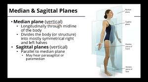 Image result for body midline