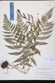 Attēlu rezultāti vaicājumam “Athyrium filix-femina”