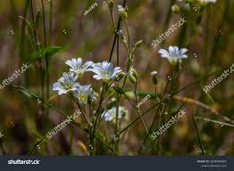 Attēlu rezultāti vaicājumam “Cerastium arvense”