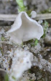 Attēlu rezultāti vaicājumam “Arrhenia retiruga”