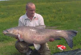 Image result for Mylopharyngodon piceus