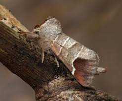 Attēlu rezultāti vaicājumam “Clostera curtula”