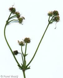 Attēlu rezultāti vaicājumam “Sanicula europaea bud”