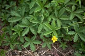 Attēlu rezultāti vaicājumam “Potentilla reptans bud”