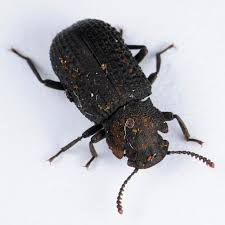 Attēlu rezultāti vaicājumam “Bolitophagus reticulatus imago”