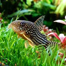 Image result for fish corydoras