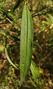 Attēlu rezultāti vaicājumam “Symphyotrichum x salignum”