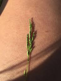 Attēlu rezultāti vaicājumam “Poa trivialis leaf”