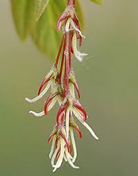 Attēlu rezultāti vaicājumam “Acer negundo female flower”